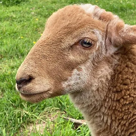 Semesterbostad Du Campagnard Du Chateau De La Bouchatte Chazemais