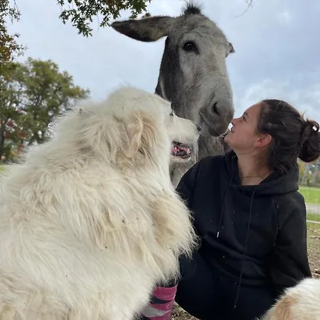 Du Campagnard Du Chateau De La Bouchatte